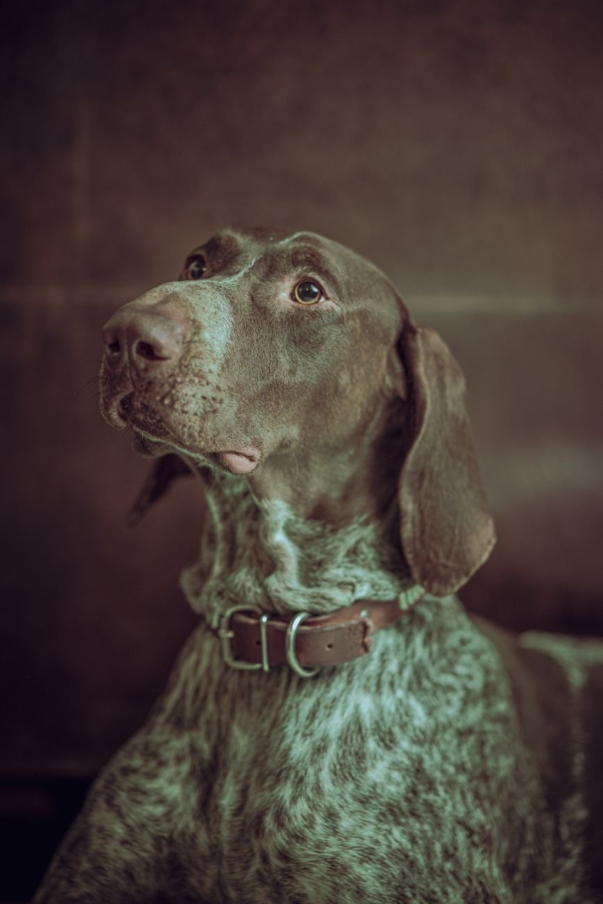Retrato de un weimaraner con collar de cuero, mirando atento