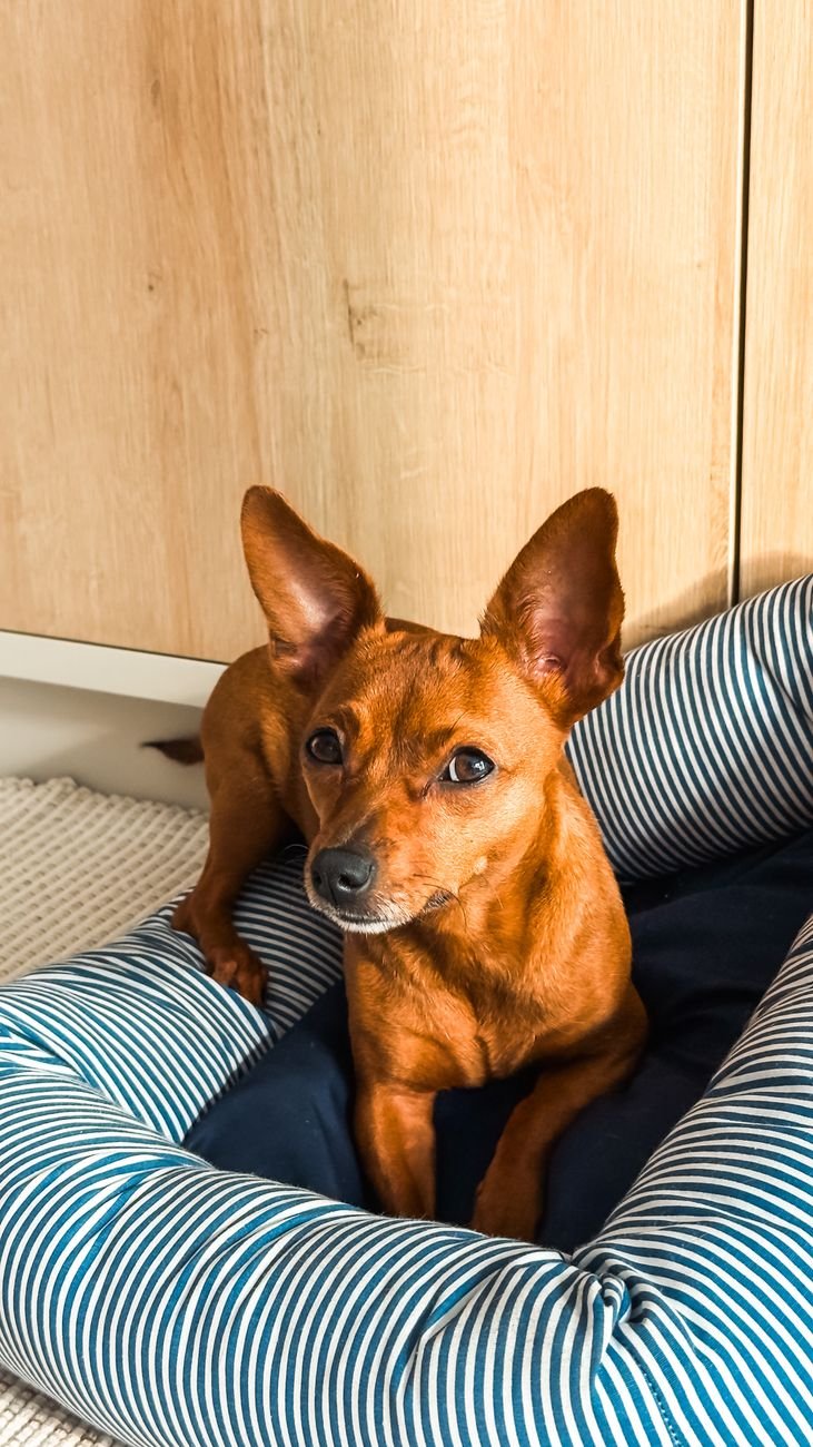 Perro marrón de orejas atentas sentado en una cama a rayas